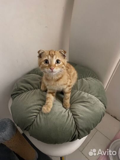 Котенок в добрые руки
