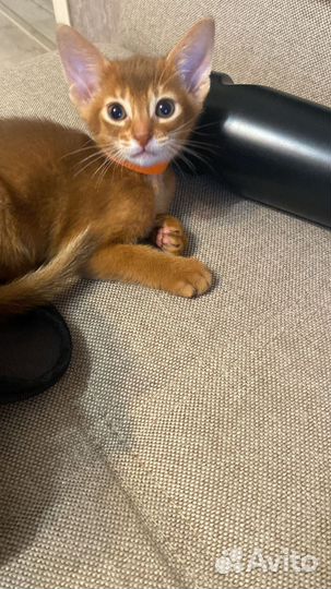 Абиссинская