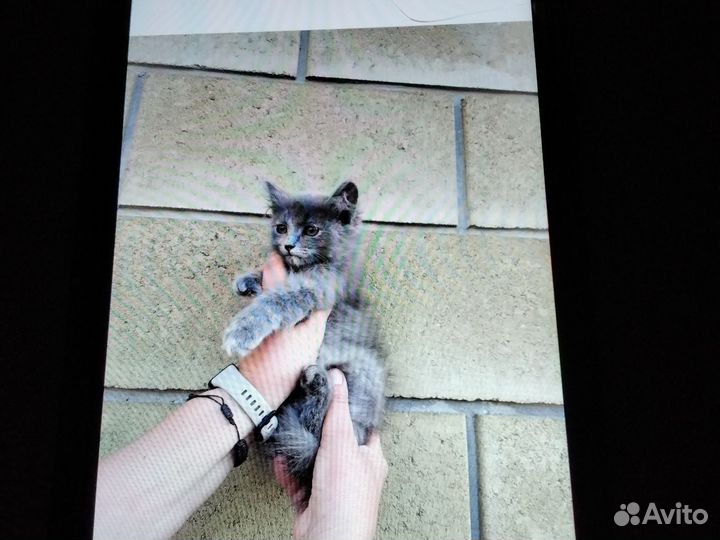 Кошка в дар бесплатно