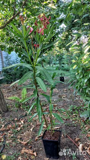 Олеандр махровый