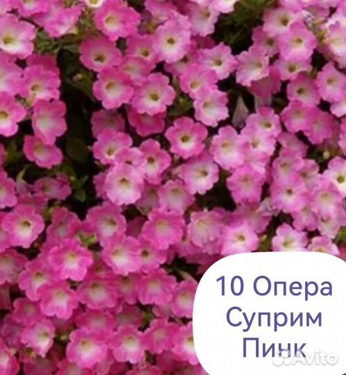 Петуния