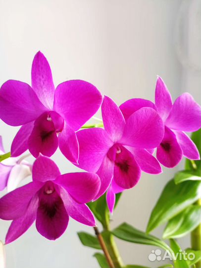 Орхидея дендробиум санок
