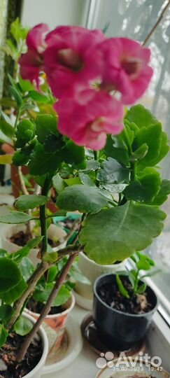 Каланхое розовый