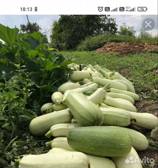 Кабачки