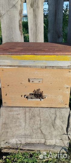 Пчелосемьи