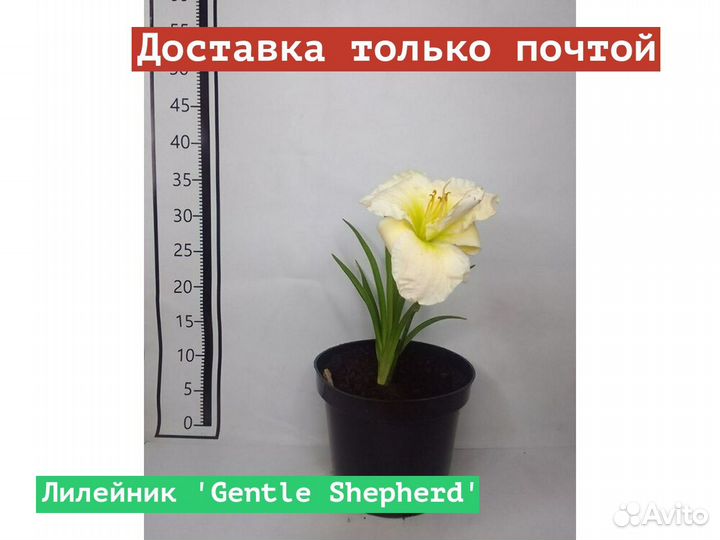 Лилейник Gentle Shepherd