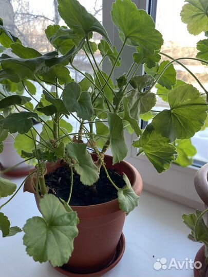 Пеларгония герань