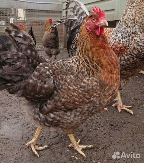 Билефельдер инкубационное яйцо