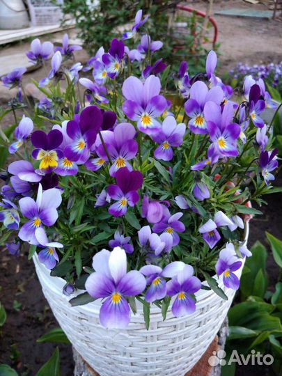 Многолетние деротивные растения