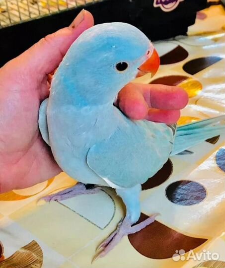 Ожереловый попугай