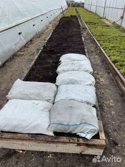 Сеянцы сосны зкс от производителя