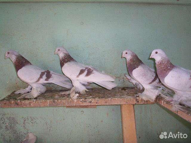 Голуби узбекские