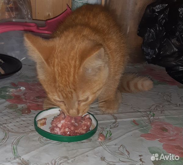 Рыжий котенок
