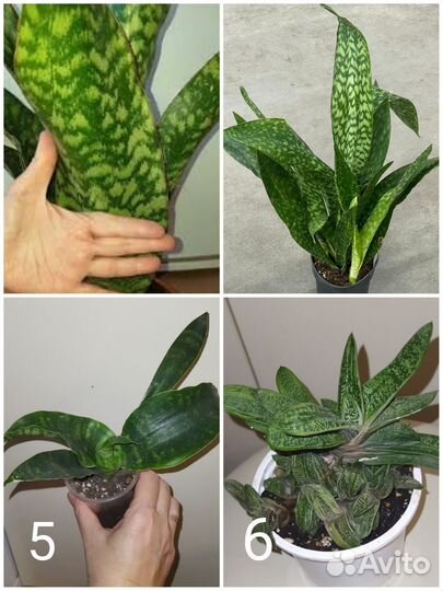 Суккуленты