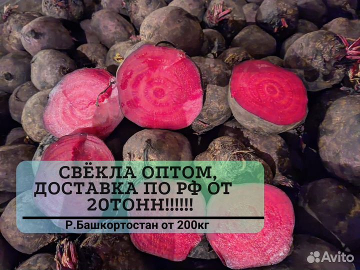 Свекла от 20 тонн