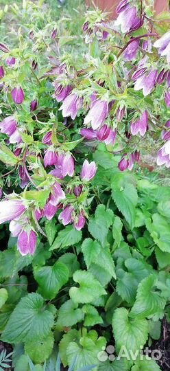 Колокольчик многолетний