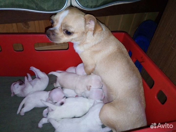 Щенки чихуахуа