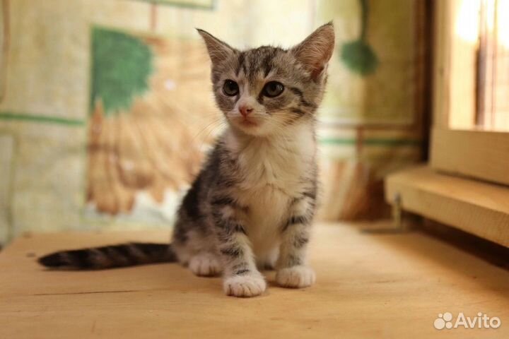 Полосатые котята в дар