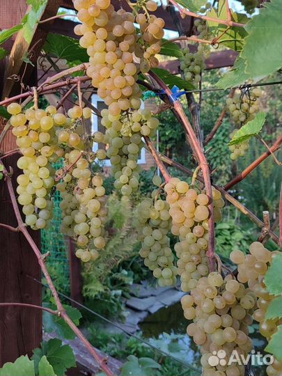 Саженцы винограда