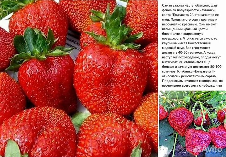 Клубника ремонтантная