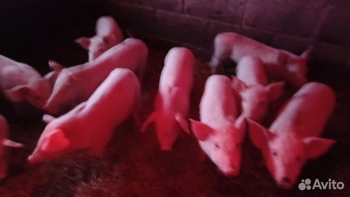 Поросята домашние