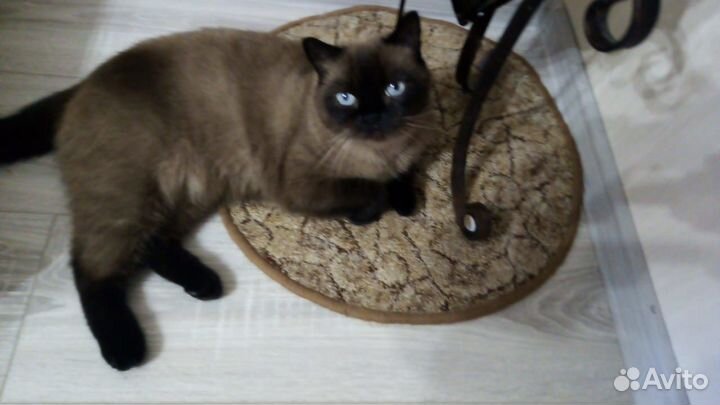 Британская кошка
