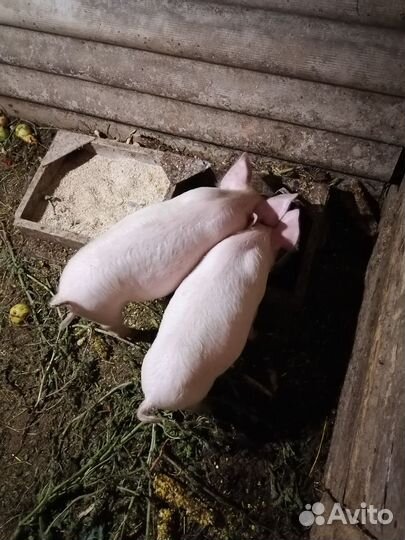 Поросята ландрас