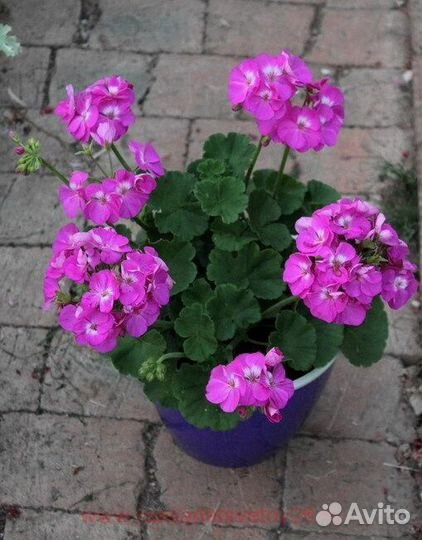 Пеларгония герань