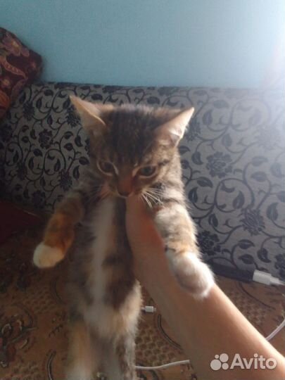 Котята
