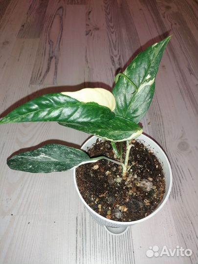 Эпипремнум пиннатум вайт