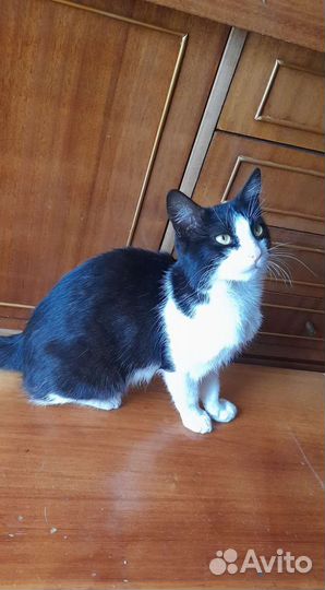 Котик Кузя ищет дом