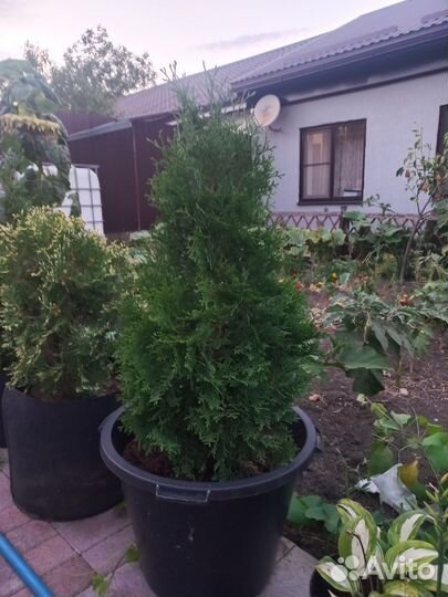 Туя смарагд, колумна