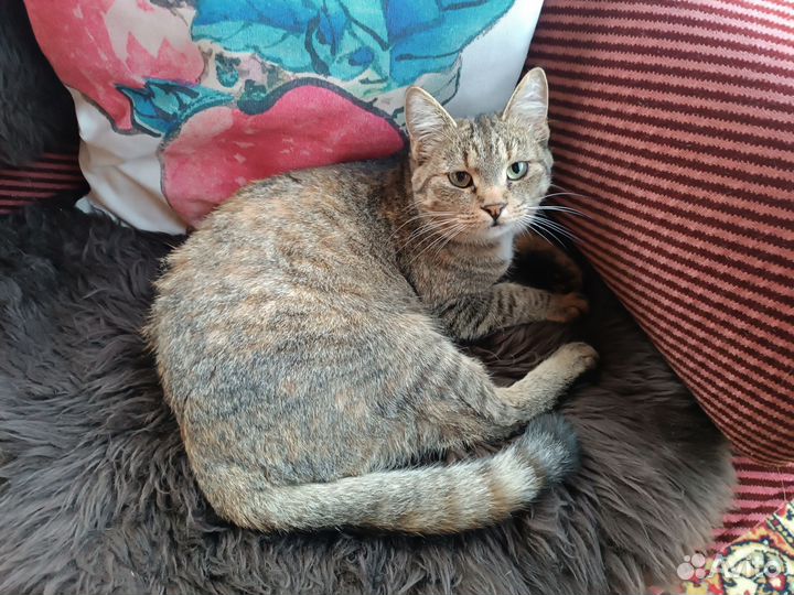 Кошка в дар с приданным