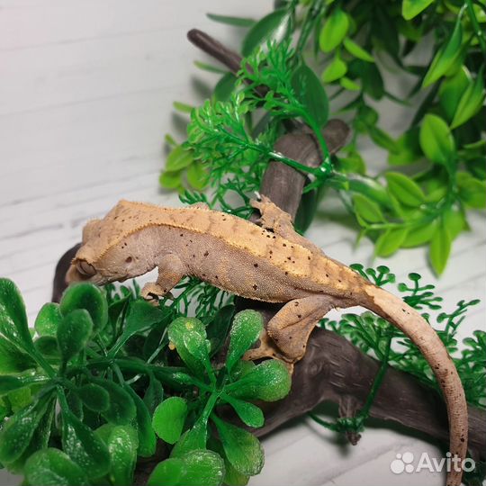 Реснитчатый бананоед