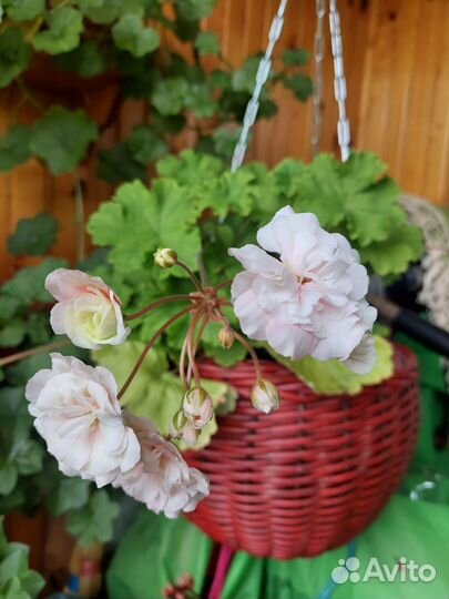 Пеларгония герань