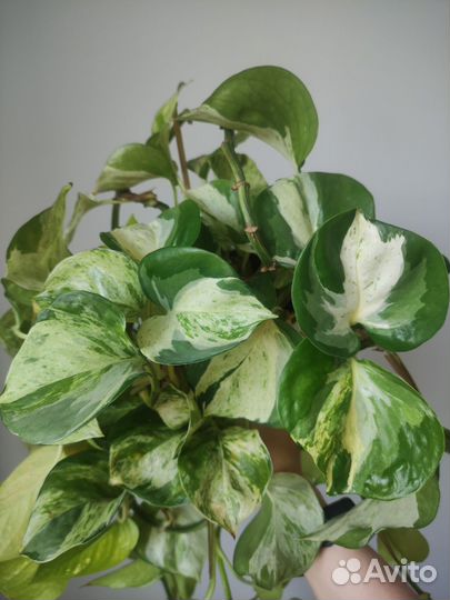 Эпипремнумы