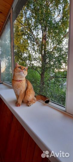 Шотланская кошка