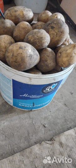 Продам картофель