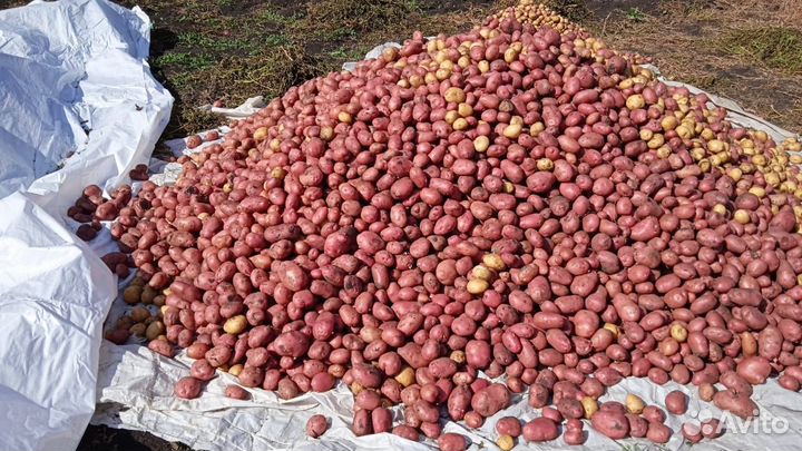 Продам картофель