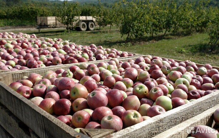 Сборщик яблок вахта