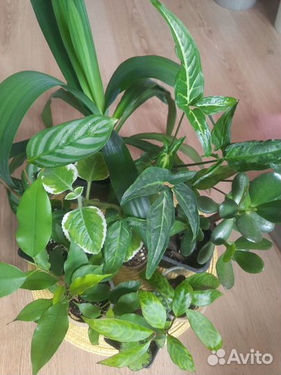 Комнатные цветы