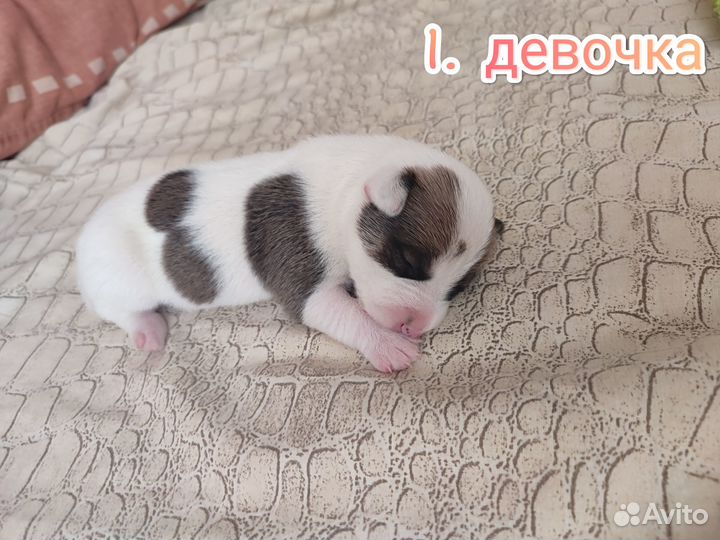 Джек Рассел терьер
