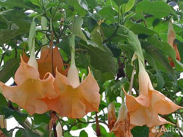 Бругмансия