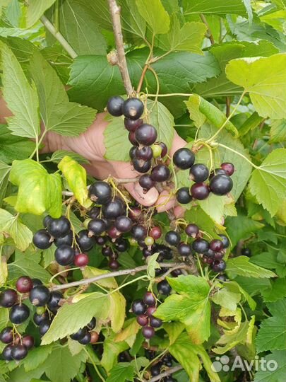 Черная смородина