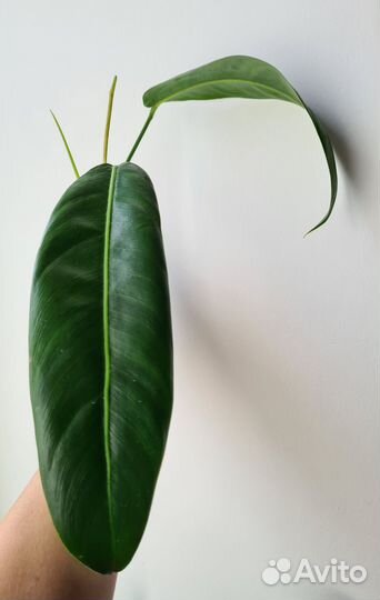 Филодендроны