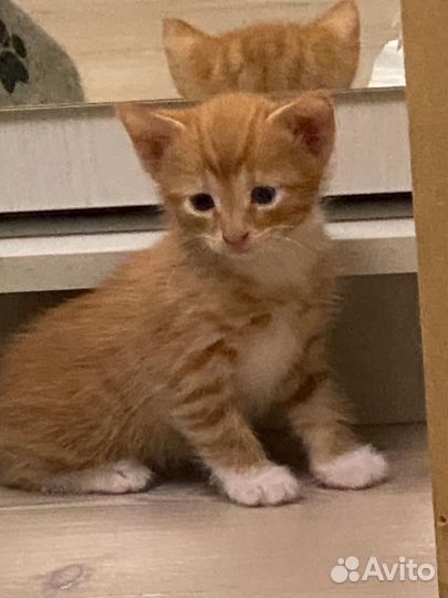 Котята бесплатно