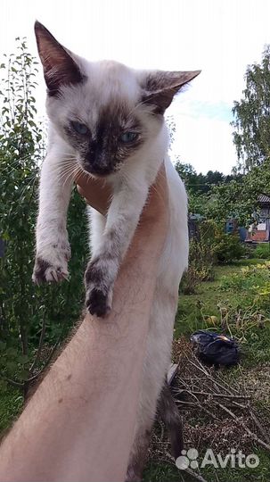 Сиамские котята