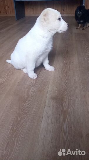 Щенки алабая