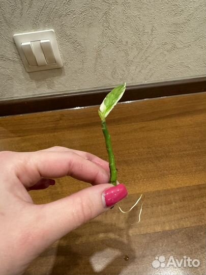 Росток педилантуса