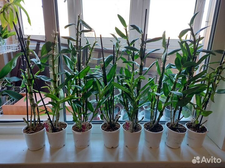 Комнатные цветы